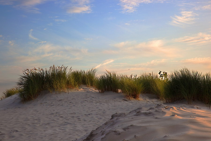 Dünengras in Abenddsonne